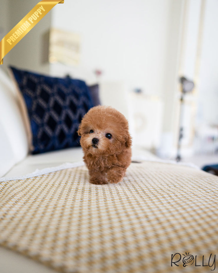 Rolly Teacup Puppies ARI - FEMALE.