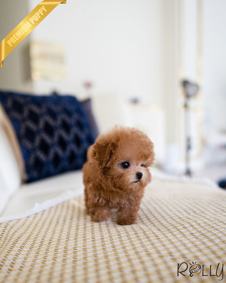 Rolly Teacup Puppies ARI - FEMALE.