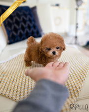 Rolly Teacup Puppies ARI - FEMALE.