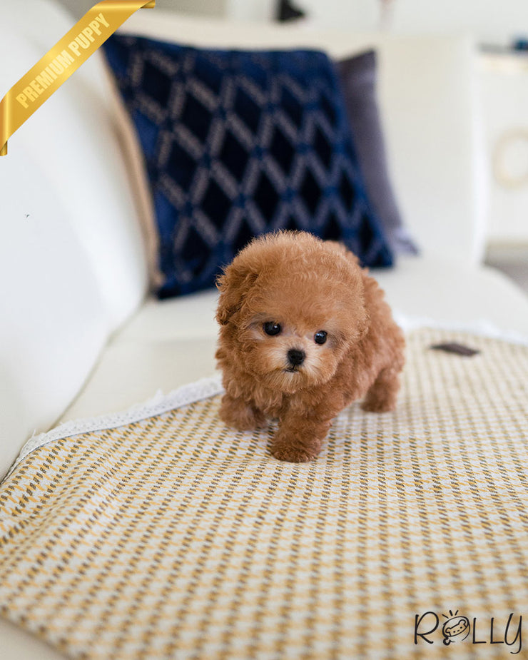 Rolly Teacup Puppies ARI - FEMALE.