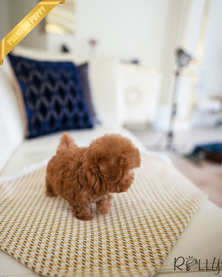 Rolly Teacup Puppies ARI - FEMALE.