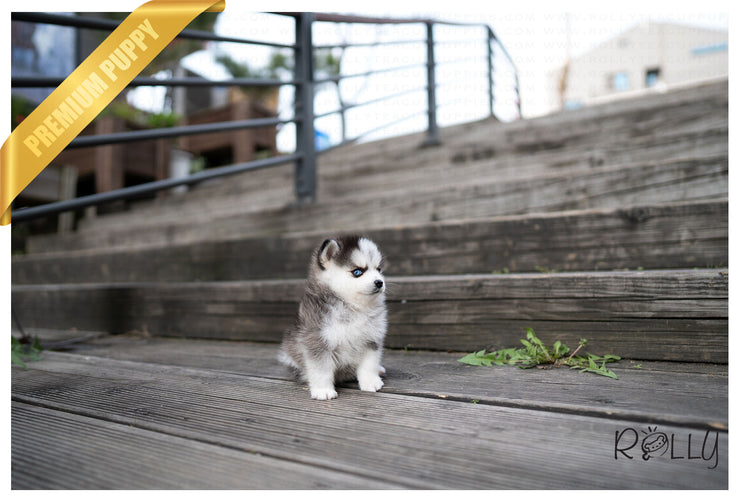 Rolly Teacup Puppies (PURCHASED by Kaenel) ARTEMIS - Pomsky. F.