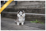 Rolly Teacup Puppies (PURCHASED by Kaenel) ARTEMIS - Pomsky. F.