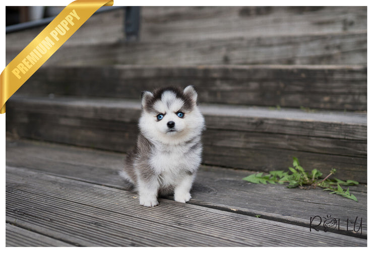 Rolly Teacup Puppies (PURCHASED by Kaenel) ARTEMIS - Pomsky. F.