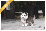 Rolly Teacup Puppies (PURCHASED by Kaenel) ARTEMIS - Pomsky. F.