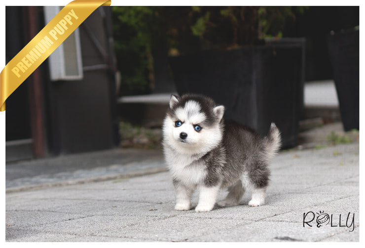 Rolly Teacup Puppies (PURCHASED by Kaenel) ARTEMIS - Pomsky. F.