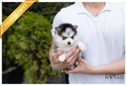 Rolly Teacup Puppies (PURCHASED by Kaenel) ARTEMIS - Pomsky. F.