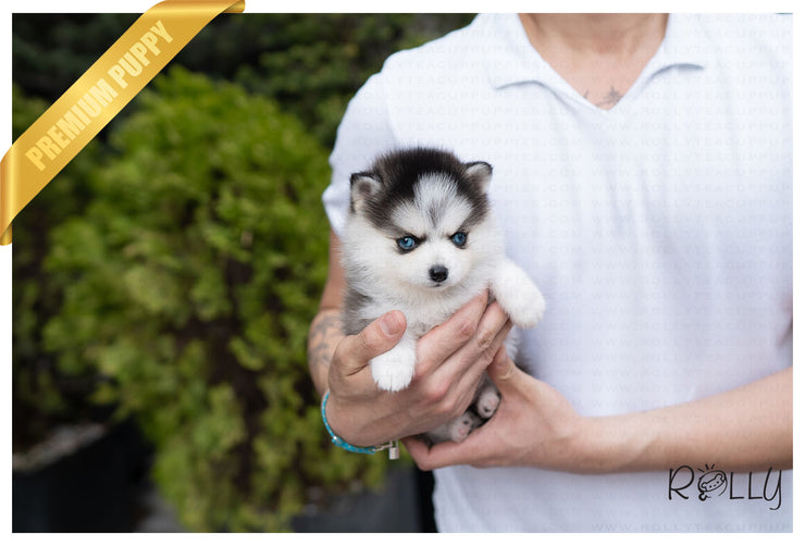 Rolly Teacup Puppies (PURCHASED by Kaenel) ARTEMIS - Pomsky. F.