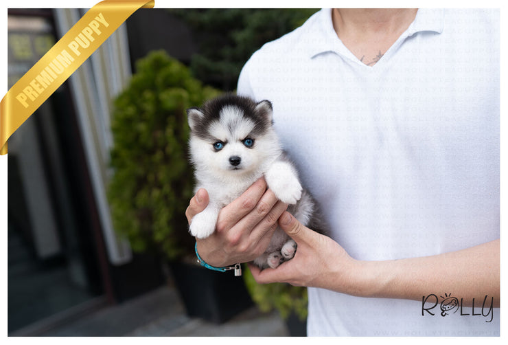 Rolly Teacup Puppies (PURCHASED by Kaenel) ARTEMIS - Pomsky. F.