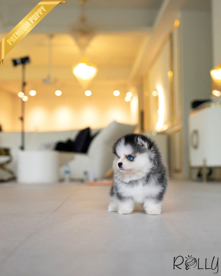Rolly Teacup Puppies ATLAS - MALE (PURCHASED by JONES).
