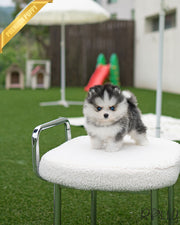 Rolly Teacup Puppies ATLAS - MALE (PURCHASED by JONES).