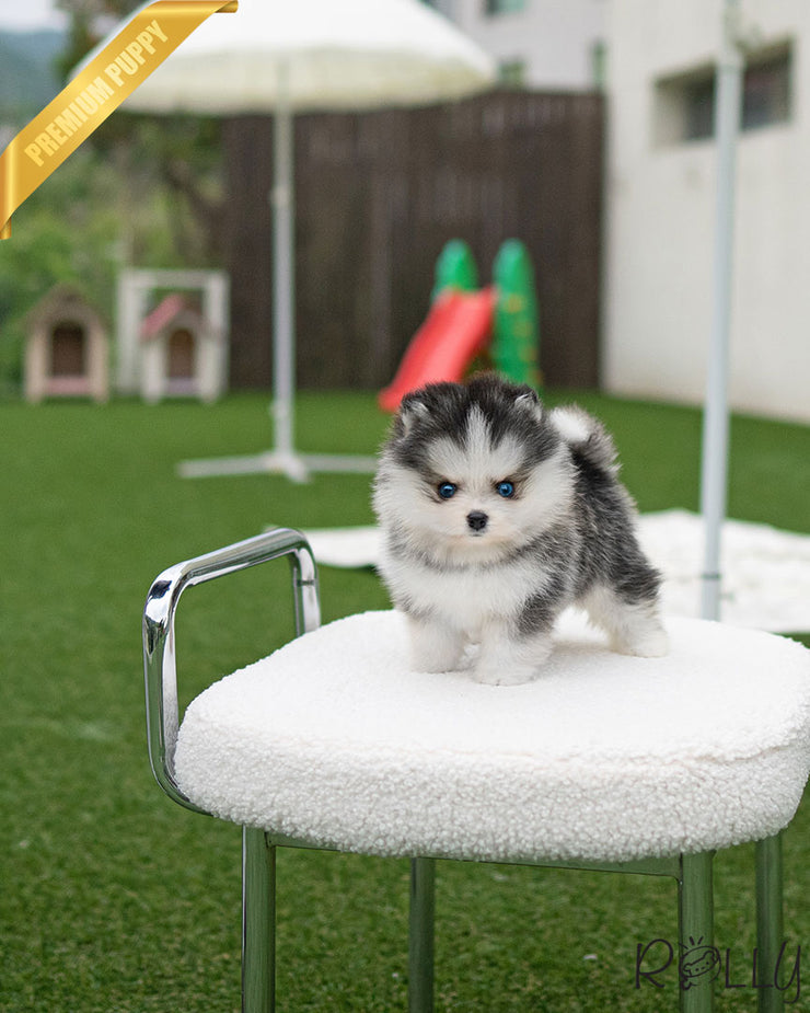 Rolly Teacup Puppies ATLAS - MALE (PURCHASED by JONES).