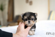 Rolly Teacup Puppies (PURCHASED by Secret) ATOM - Morkie. M.