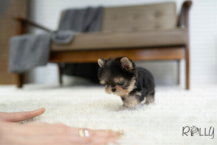 Rolly Teacup Puppies (PURCHASED by Secret) ATOM - Morkie. M.