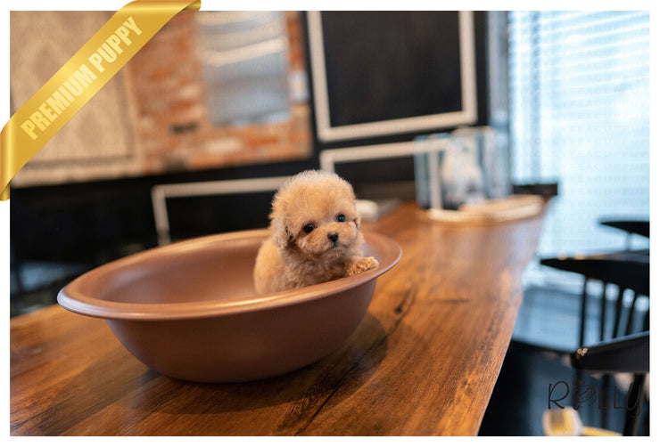 Rolly Teacup Puppies (PURCHASED by VORA) ATOM - Poodle. M.