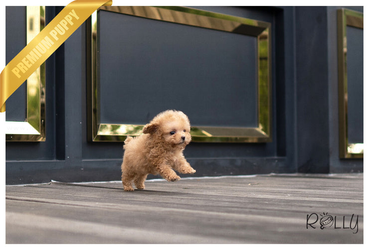 Rolly Teacup Puppies (PURCHASED by VORA) ATOM - Poodle. M.