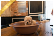 Rolly Teacup Puppies (PURCHASED by VORA) ATOM - Poodle. M.