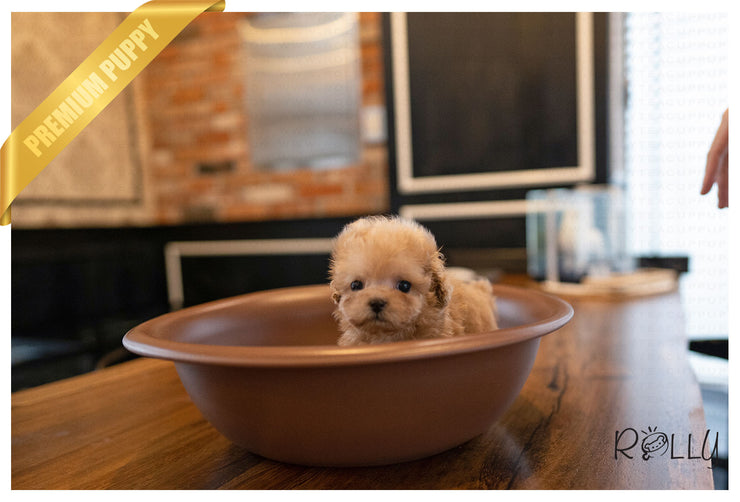 Rolly Teacup Puppies (PURCHASED by VORA) ATOM - Poodle. M.