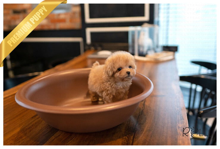 Rolly Teacup Puppies (PURCHASED by VORA) ATOM - Poodle. M.
