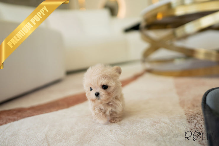 Rolly Teacup Puppies AURORA - FEMALE (PURCHASED by HAOMING).