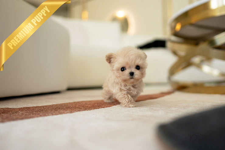 Rolly Teacup Puppies AURORA - FEMALE (PURCHASED by HAOMING).