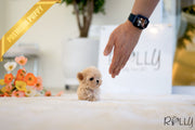 Rolly Teacup Puppies AURORA - FEMALE (PURCHASED by HAOMING).
