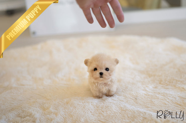 Rolly Teacup Puppies AURORA - FEMALE (PURCHASED by HAOMING).