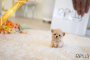 Rolly Teacup Puppies AURORA - FEMALE (PURCHASED by HAOMING).