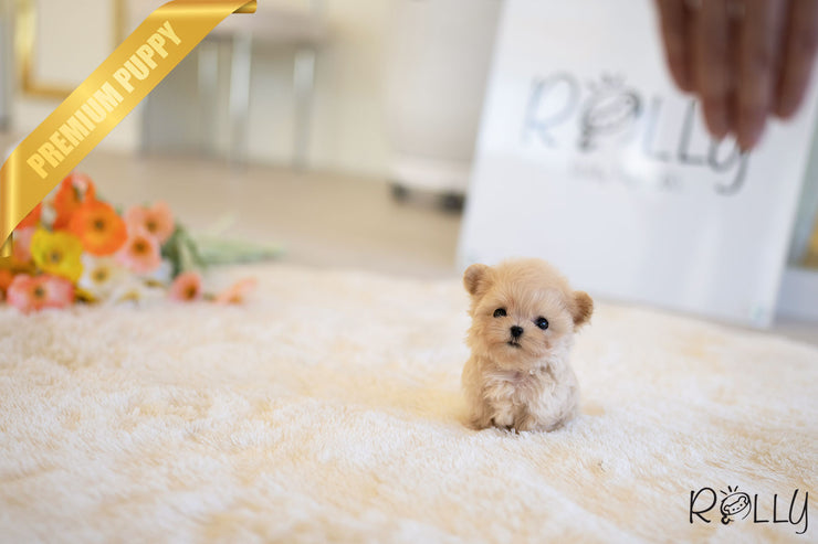 Rolly Teacup Puppies AURORA - FEMALE (PURCHASED by HAOMING).
