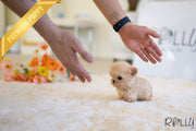 Rolly Teacup Puppies AURORA - FEMALE (PURCHASED by HAOMING).