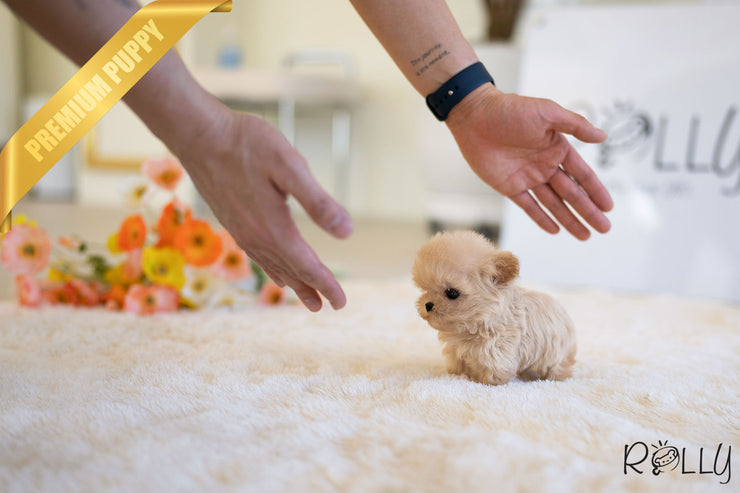 Rolly Teacup Puppies AURORA - FEMALE (PURCHASED by HAOMING).