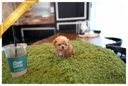 Rolly Teacup Puppies AVA - FEMALE (PURCHASED by Elliston).