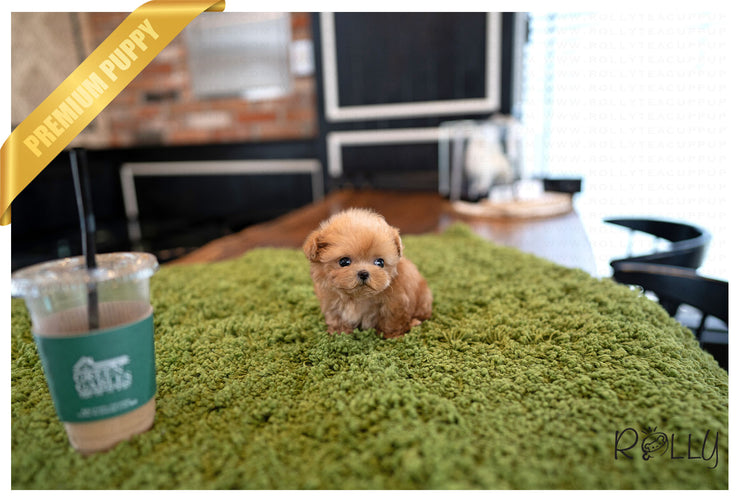 Rolly Teacup Puppies AVA - FEMALE (PURCHASED by Elliston).