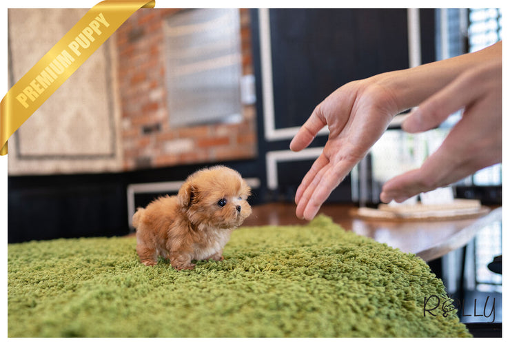 Rolly Teacup Puppies AVA - FEMALE (PURCHASED by Elliston).