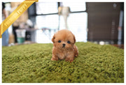Rolly Teacup Puppies AVA - FEMALE (PURCHASED by Elliston).