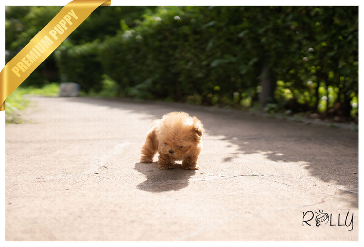 Rolly Teacup Puppies AVA - FEMALE (PURCHASED by Elliston).