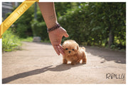 Rolly Teacup Puppies AVA - FEMALE (PURCHASED by Elliston).