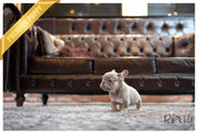 Rolly Teacup Puppies (Purchased by Ilona)Smokey - French Bulldog. M.