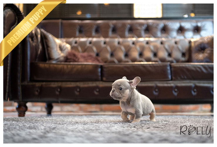 Rolly Teacup Puppies (Purchased by Ilona)Smokey - French Bulldog. M.