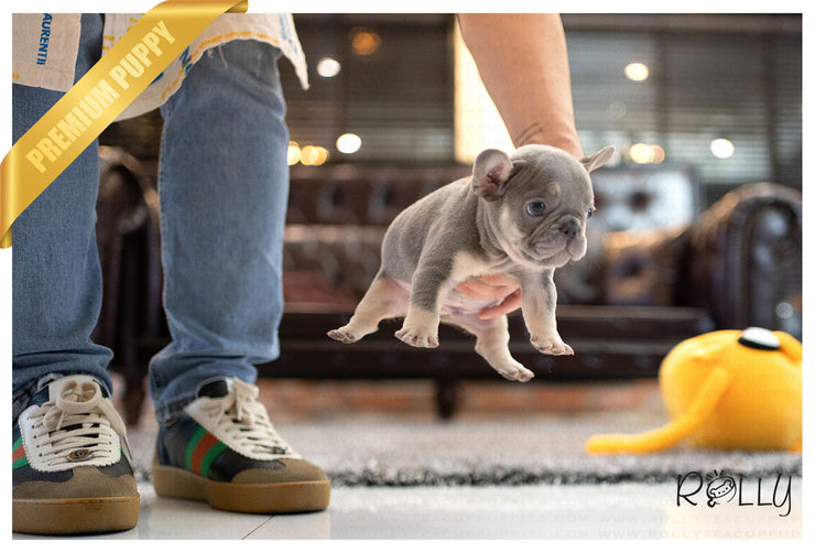 Rolly Teacup Puppies (Purchased by Ilona)Smokey - French Bulldog. M.
