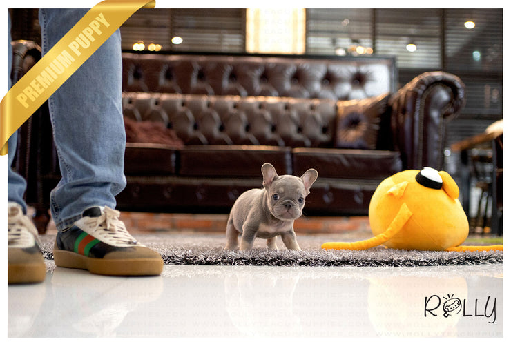 Rolly Teacup Puppies (Purchased by Ilona)Smokey - French Bulldog. M.