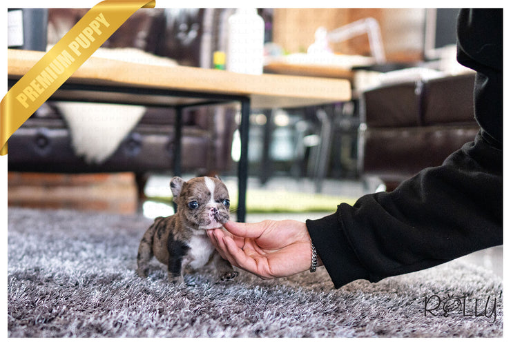 Rolly Teacup Puppies (Purchased by Ilona)Ace - French Bulldog. M.