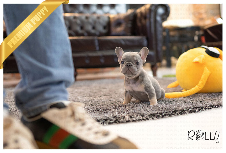 Rolly Teacup Puppies (Purchased by Ilona)Smokey - French Bulldog. M.