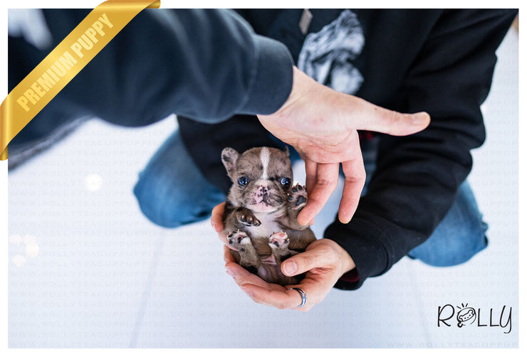 Rolly Teacup Puppies (Purchased by Ilona)Ace - French Bulldog. M.