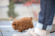 Rolly Teacup Puppies (SOLD to Santa) Acorn - Poodle. M.