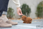 Rolly Teacup Puppies (SOLD to Santa) Acorn - Poodle. M.