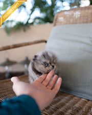 AGNES - FEMALE (PURCHASED by JUNIOR)