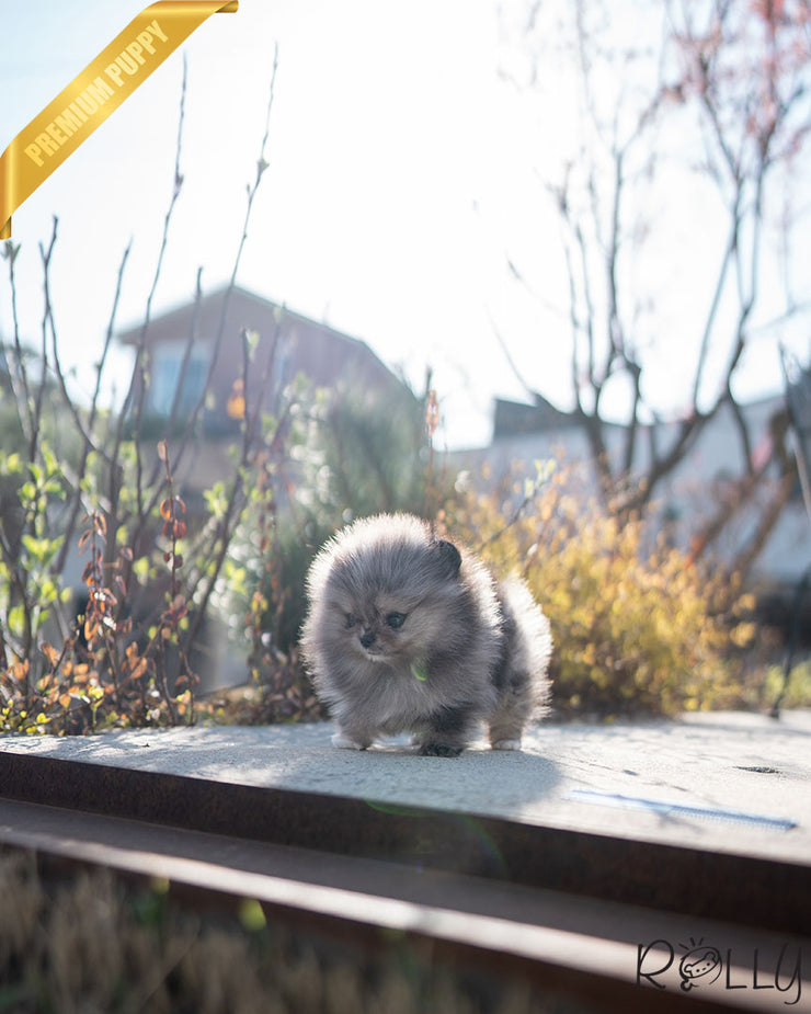 AGNES - FEMALE (PURCHASED by JUNIOR)