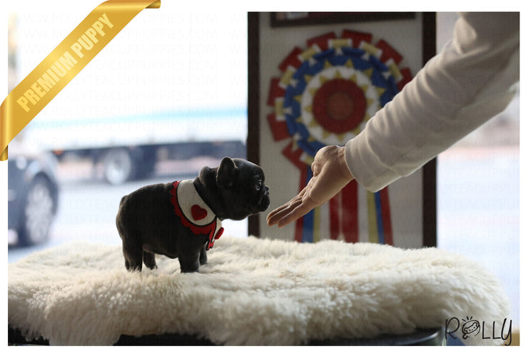 Rolly Teacup Puppies (Purchased by Antonova) Aloha - French. F.