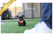 Rolly Teacup Puppies (Purchased by Antonova) Aloha - French. F.